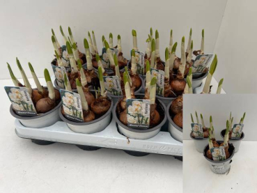 Narcissus "Bridal Crown"