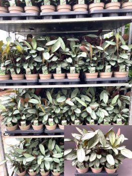 Ctenanthe setosa "Compactstar"