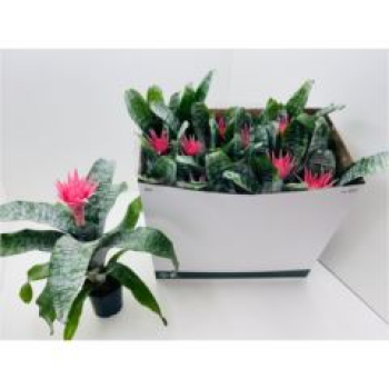 Aechmea fasciata 'Primera'