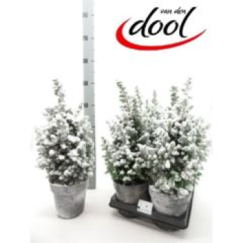 Chamaecyparis thyo. 'Top Point' beschneit