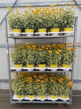 Heliopsis Kübel