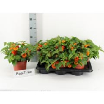 Lantana camara orange