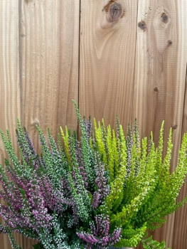 Calluna "Beauty Ladies" Trio