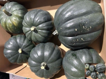 Cucurbita dunkelgrün