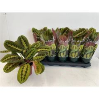 Maranta leuc. 'Fascinator'