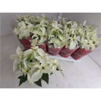 Poinsettia "Princettia" midi weiß
