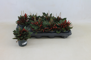 Peperomia caperata 'Rosso'
