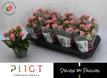 Kalanchoe rosa-weiß gefüllt
