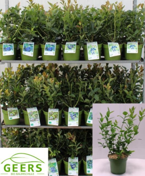 Vaccinium corymbosum