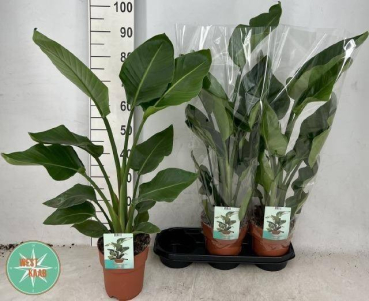 Strelitzia nicolai