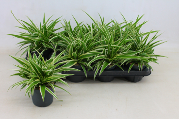 Chlorophytum com.
