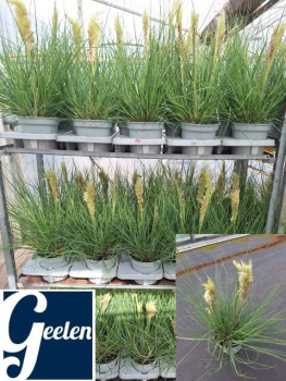 Cortaderia selloana "Tiny Pampa"