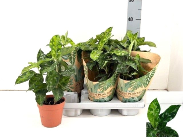Aglaonema