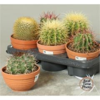 Cactus Mix