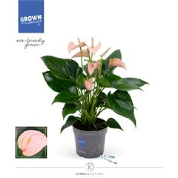 Anthurium andr. 'Joli Peach'