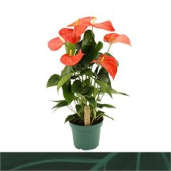 Anthurium andr. ''Florida' orange