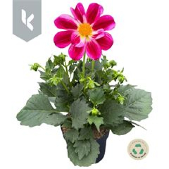 Dahlia 'Summerbees Purple