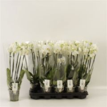 Phalaenopsis 5 Rispen weiß