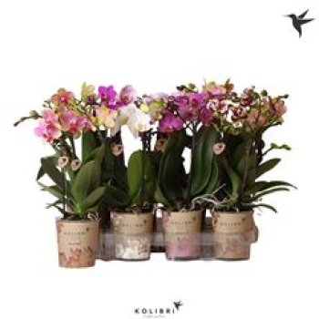 Phalaenopsis midi 2 Rispen Mix