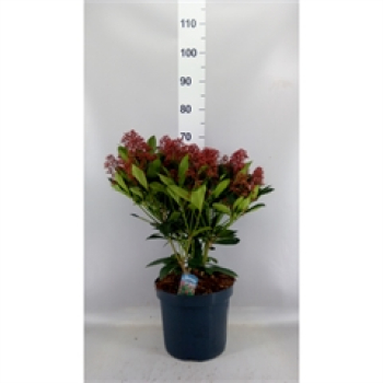 Skimmia jap. 'Rubella'