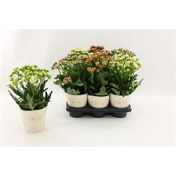 Kalanchoe "Sunny " Mix