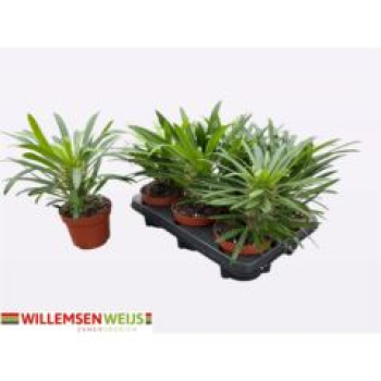 Pachypodium lamerei