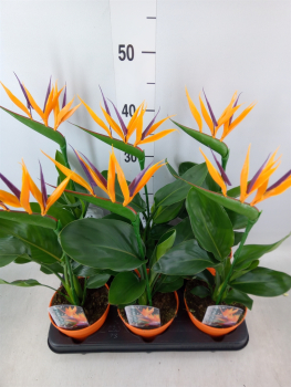 Strelitzia mit Kunstblüte