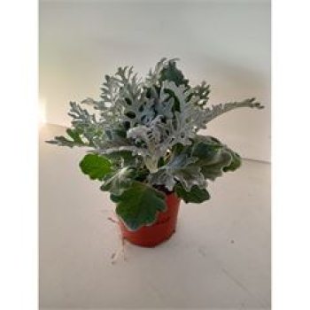 Senecio "Silver Dust"