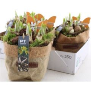 Narzissen im Jutesack