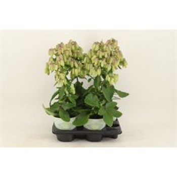 Kalanchoe "Magic Bell"