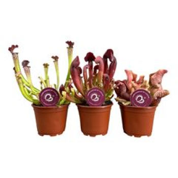 Sarracenia mix