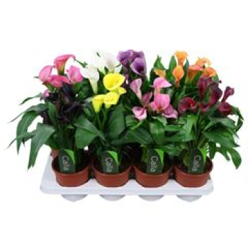 Calla Mix