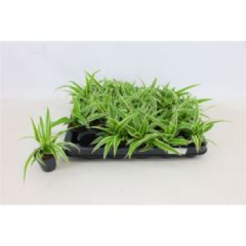 Mini Chlorophytum com. 'Ocean'