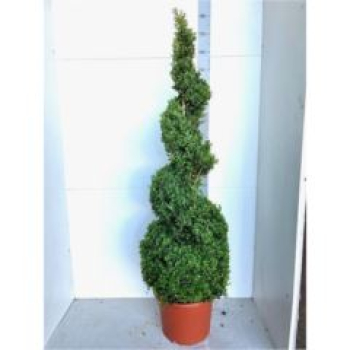 Buxus semp. Spirale