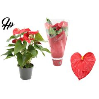 Anthurium andr. rot