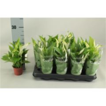 Mini Spathiphyllum 'Pearl Cupido'