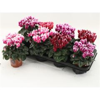 Cyclamen midi 'Fantasia' Mix