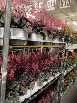 Heuchera Kübel