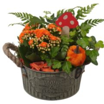 bepflanzte Blechschale-Home