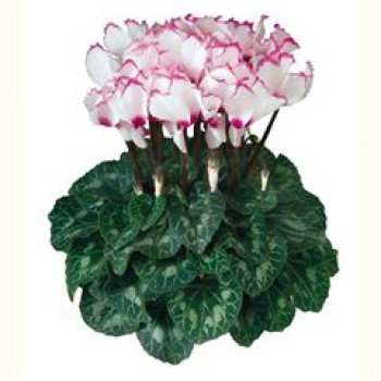 Cyclamen weiß - pink