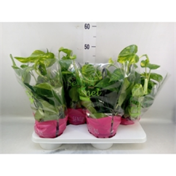 Epipremnum pinn. Ampel