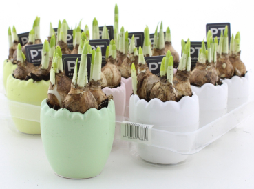 Narzissen in Ei bunt