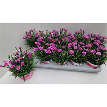 Dianthus 'Pink Kisses'