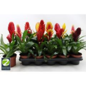 Vriesea gemischt
