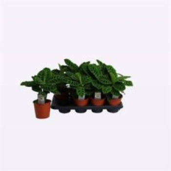 Calathea zebrina