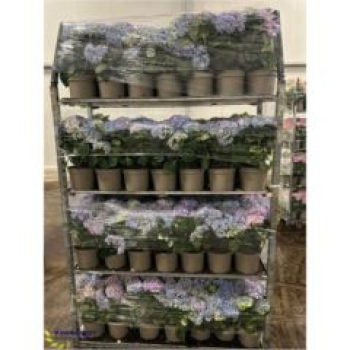 Hydrangea mac. Busch blau