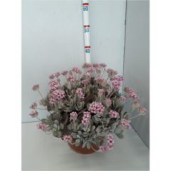 Kalanchoe  pumila