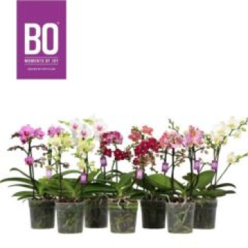 Phalaenopsis "Bo" 2 Rispen Mix