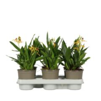 Orchideeen -Encyclipa gelb