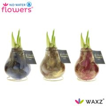 Waxz Amaryllis "Univerz Jupiter"